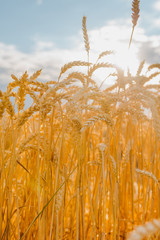 gold ripe wheat field in sun