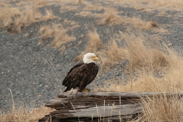 American Bald Eagle in Homer Alaska, USA