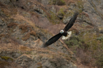 American Bald Eagle in Homer Alaska, USA