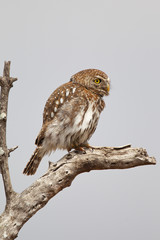 Pearl Spotted Owlet in Kruger National park South Africa