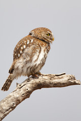 Pearl Spotted Owlet in Kruger National park South Africa