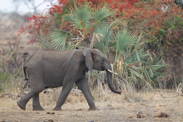 Naklejka premium Elephant walking in Kruger National Park, South Africa