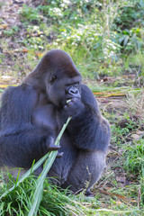Silver back Male Lowland Gorilla eating