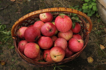 fresh red ripe juicy apples in a wooden wicker basket, natural healthy organic food, your garden, vegetarian