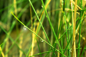 grass with the dew water on blurred background, natural background