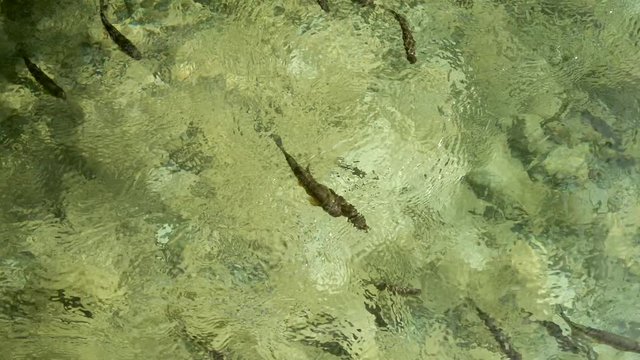 Freshwater fish with orange flippers are floating in the waving transparent water of a mountain stream. 4K