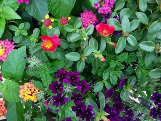 flowers in the garden
