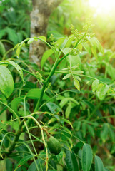 Olive oil crops of Thailand. Producing oil, frying food and making cosmetics.