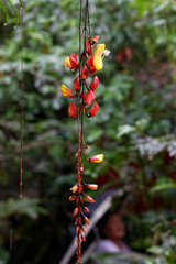 Tunbergia mysorska (Thunbergia mysorensis)