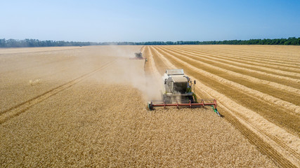 Combine harvesting: aerial view of agricultural machine collecting golden ripe wheat on the field.