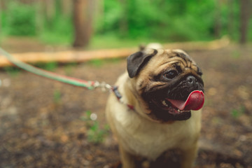Fototapeta premium Dog breed pug walks in the woods. Young pug resting in the Park