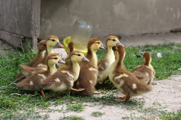A flock of little yellow-brown ducklings in green grass