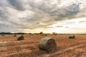 Round hay bale. Agriculture field with cloudy sunset. Rural nature in the farm land