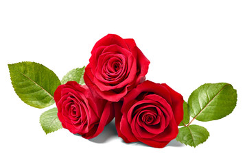 flower rose petal blossom red nature beautiful background