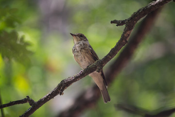 Thrush sits on a branch in the forest. birds