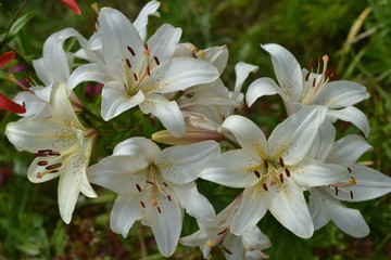 White lilies on a green background in the garden.