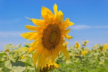 Yellow summer sunflower close up with bright blue sky