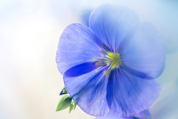 macro photo of blue geranium flower meadow with blurred light background and light blue smoky