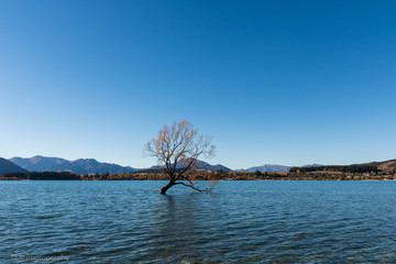 Wanaka Tree 