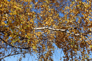 Birch branches with yellow leaves against blue sky in autumn