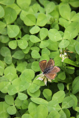 butterfly on leaf
