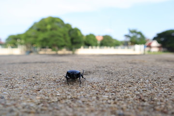 Scarab on the pathway in park