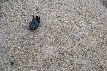 ิblack scarab tip over on the pathway 