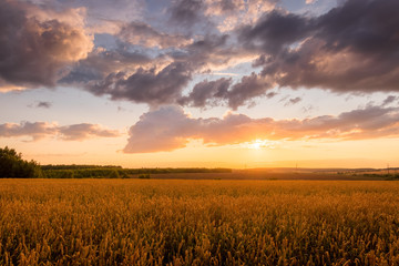 Sunset on the field with young golden wheat or rye with cloudy sky.