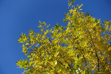 Branches of ash tree with yellow leaves against blue sky in October