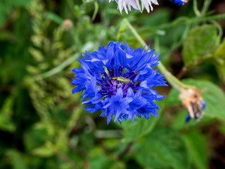 OLYMPUS DIGITAL CAMERA -CORNFLOWER BUG