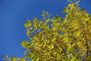 Diagonal branches of ash tree with autumnal foliage against blue sky