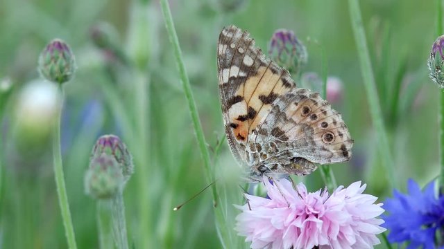 Butterfly  painted lady or thistle butterfly on pink  cornflower