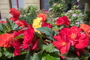 The interior of the streets and courtyards - bright red, yellow and orange begonias in a wooden barrel outside on a sunny summer day.