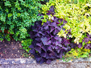 OLYMPUS DIGITAL CAMERA - KERBSIDE 