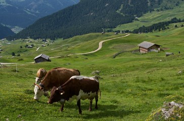 Fototapeta na wymiar alpine cows on a pasture