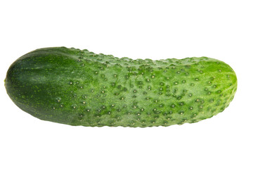  isolated on white background ripe vegetable.cucumber