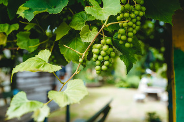 Organic unripe grapes on a branch in the garden. Ripening grapes in garden. Agricultural background.