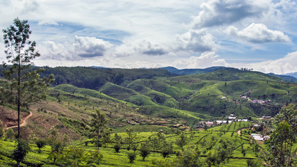 Tea plantations