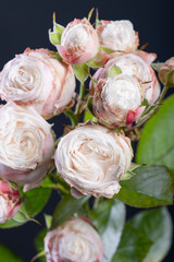Close up of white-pink eustoma roses on dark background. Studio lighting