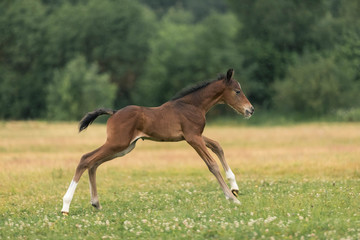 The newborn brown foal of 4 days old runs gallop across the field in summer day
