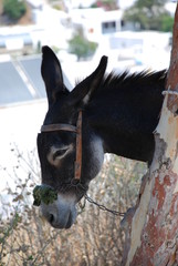 Donkey at Patmos Island