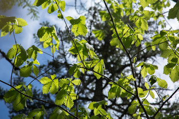 Obraz premium green leaves of a tree