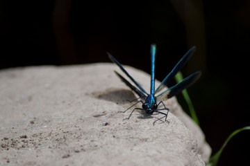 Colorful dragonfly on a stone 