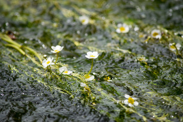 Delicate water flower petals