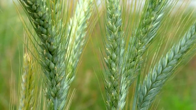 Ears of rye close. Agrarian field with cereals.