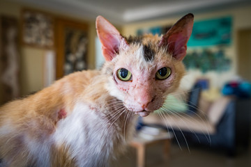  An old ugly cat   Views around the small Caribbean island of Curacao