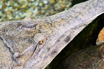 Top view of crocodile head in water.
