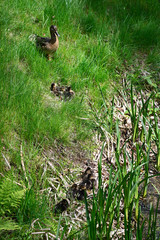 Young ducklings outdoors near reeds and female duck in grass.