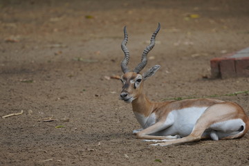 Black Buck Sitting