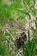Young ducklings outside at the reeds.